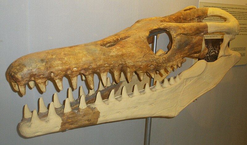 File:Goronyosaurus nigeriensis 1.JPG
