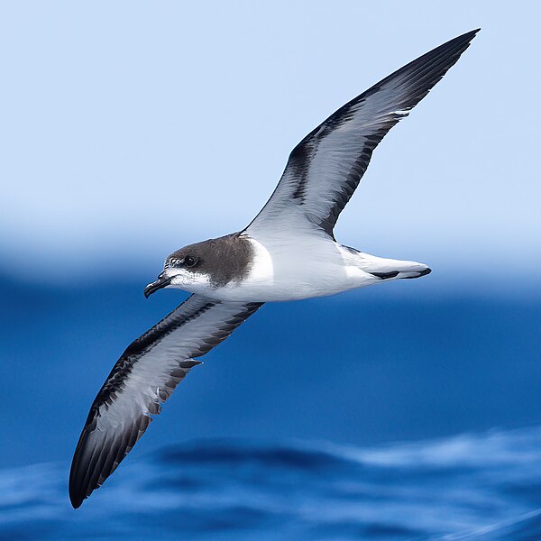 File:Gould's Petrel 0A2A1313 (cropped).jpg