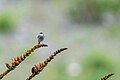 * Nomination: Gray-breasted Prinia, one of the beautiful prinia. By User:Mildeep --Nabin K. Sapkota 09:34, 27 March 2024 (UTC) * * Review needed