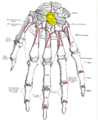 Capitate bone shown in yellow. Left hand. Dorsal surface.