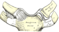 Articulació Esternoclavicular. Vista anterior.