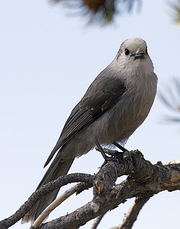 Perisoreus canadensis