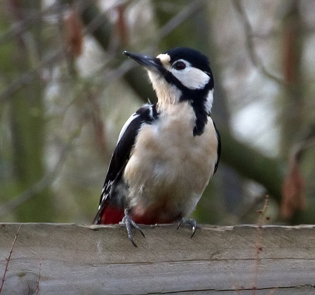 File:Greater Spotted Woodpecker 3 (6823847942).jpg