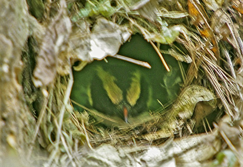 File:Green-breasted Pitta at nest - Kibale Uganda 06 4667 (16925037065).jpg