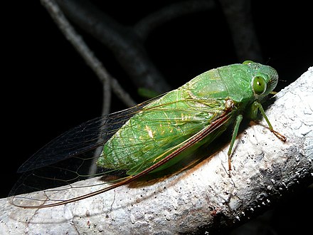 Цикада превращение полное. Степная цикада. Имаго цикады. Певчая цикада Онкотимпана. Муха цикада.