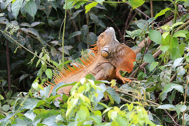 File:Green iguana in Costa Rica 03.jpg