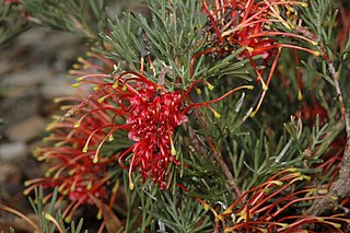 <i>Grevillea delta</i> Species of shrub in the family Proteaceae native to Western Australia