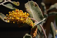 Grevillea miniata, Illawong, Sydney.jpg