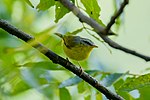 Thumbnail for File:Grey-hooded warbler (तुमुलकारी फिस्टो).jpg