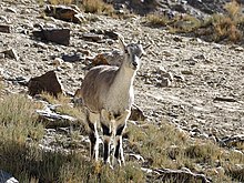 Gray goral (female) Grey Goral Doe Zanskar Ladakh Oct22 R16 06676.jpg