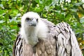 Griffon vulture.