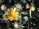 Grindelia stricta