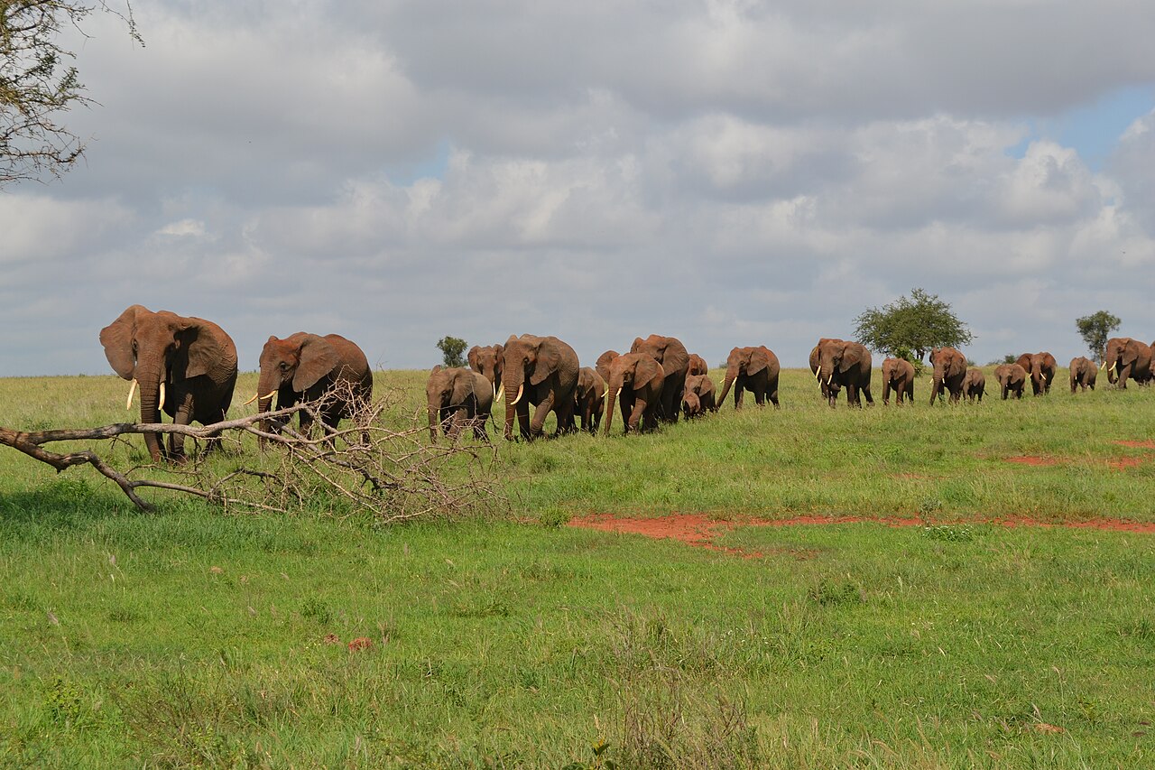 Group of African bush elephants, LUMO Community Wildlife Sanctuary. Credit: Christopher T Cooper.