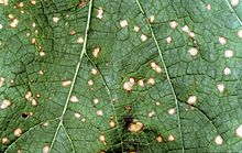 Guignardia bidwellii (black rot) on grape 1.jpg