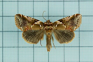<i>Habrosyne petrographa</i> Species of false owlet moth
