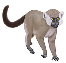 Hadropithecus.jpg