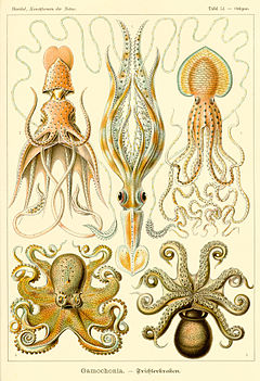Peajalgseid Ernst Haeckeli raamatust "Kunstformen der Natur", 1904