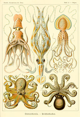 Başıayaqlılar. Ernst Haeckel's Kunstformen der Natur (1904-ci il) kitabından illüstrasiya.