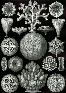 Hexacorais, desenhados por Haeckel