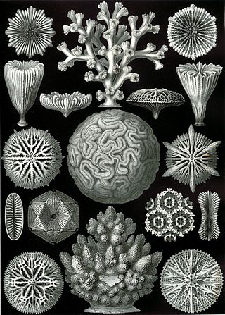 <span class="mw-page-title-main">Scleractinia</span> Order of Hexacorallia which produce a massive stony skeleton