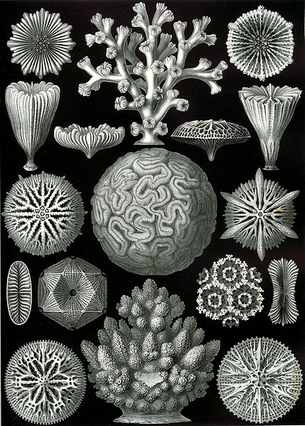 Fichier:Haeckel Hexacoralla.jpg