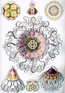 Periphyllidae Family of jellyfishes