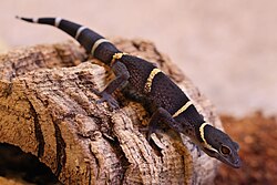 Hainan leopard gecko (Goniurosaurus hainanensis).jpg