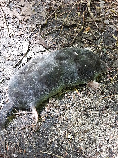 Hairy-tailed mole