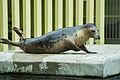 Серый балтийский тюлень в Московском зоопарке