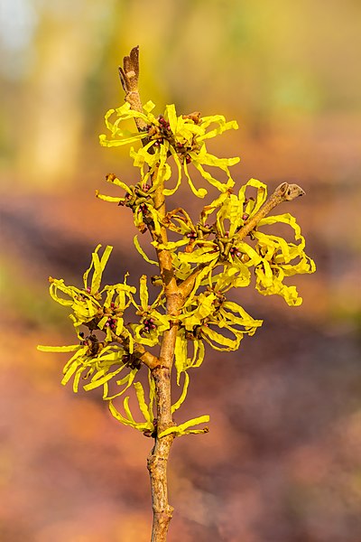 File:Hamamelis x intermedia 'Angelly'. 19-02-2021. (d.j.b) 01.jpg