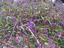 Hardenbergia violacea plant11 ANBG ST - Flickr - Macleay Grass Man.jpg