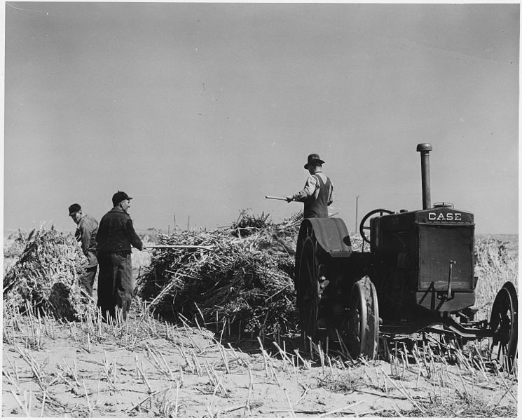 File:Haskell County, Kansas. This farmer left his maize out all winter. Some of it got caught by the rain . . . - NARA - 522098.jpg