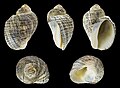 * Nomination Shell of a Dark Rock Snail, Haustrum haustorium --Llez 05:50, 16 June 2023 (UTC) * Promotion  Support Good quality. --Ermell 06:03, 16 June 2023 (UTC)
