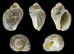 Haustrum haustorium ( Dark Rock Snail), shell