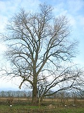 solitärer Baum im Havelländischen Luch