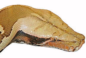 Descrizione dell'immagine Head-Python breitensteini2.jpg.