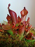 Thumbnail for Heliamphora hispida