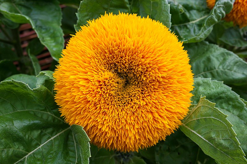 File:Helianthus annuus - Teddy Bear.jpg