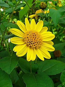 Helenium-Hybride Inflorescence