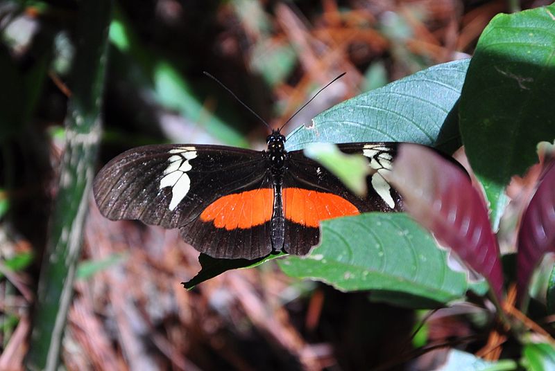 File:Heliconius hortense (8090953368).jpg