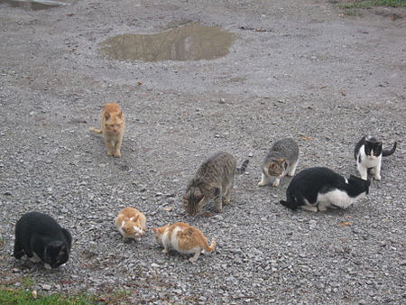 Tập_tin:Herd_of_Cats.jpg