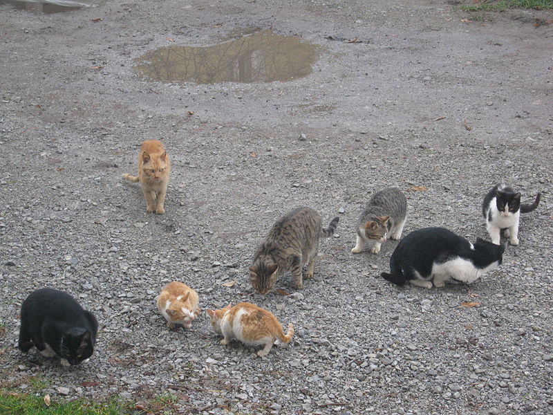 File:Herd of Cats.jpg