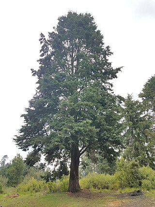 <i>Hesperocyparis benthamii</i> Mexican species of western cypress