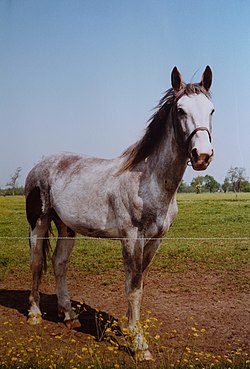 Groninger in der seltenen Schimmel-Farbe. Es überwiegen Dunkelbraune und Rappen.