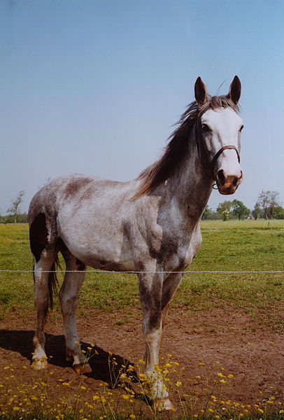 File:Het Groninger paard.JPG