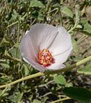 Hibiscus denudatus flyder 1. jpg