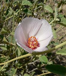 Hibiscus denudatus çiçek 1.jpg