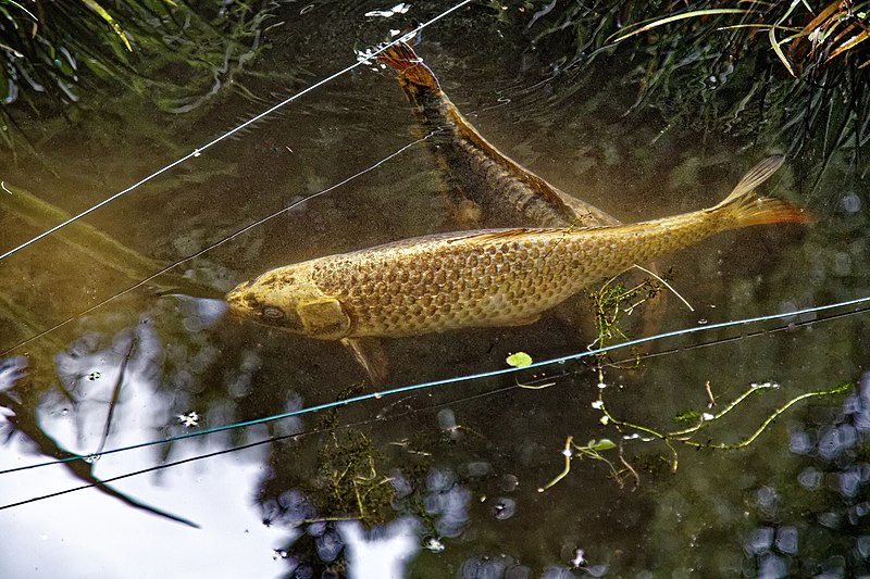 File:Highdown Gardens, Worthing, Cave Pond carp 1.jpg