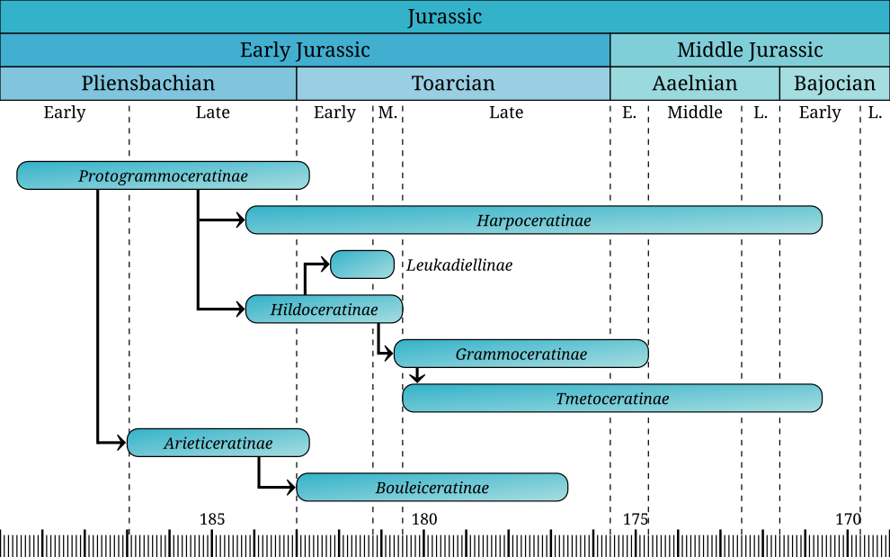 Approximate timeline of Hildoceratidae subfamilies with their evolutionary relationships. Hildoceratidae.svg