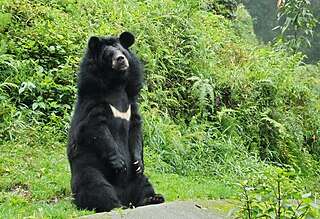 Himalayan black bear subspecies of mammal
